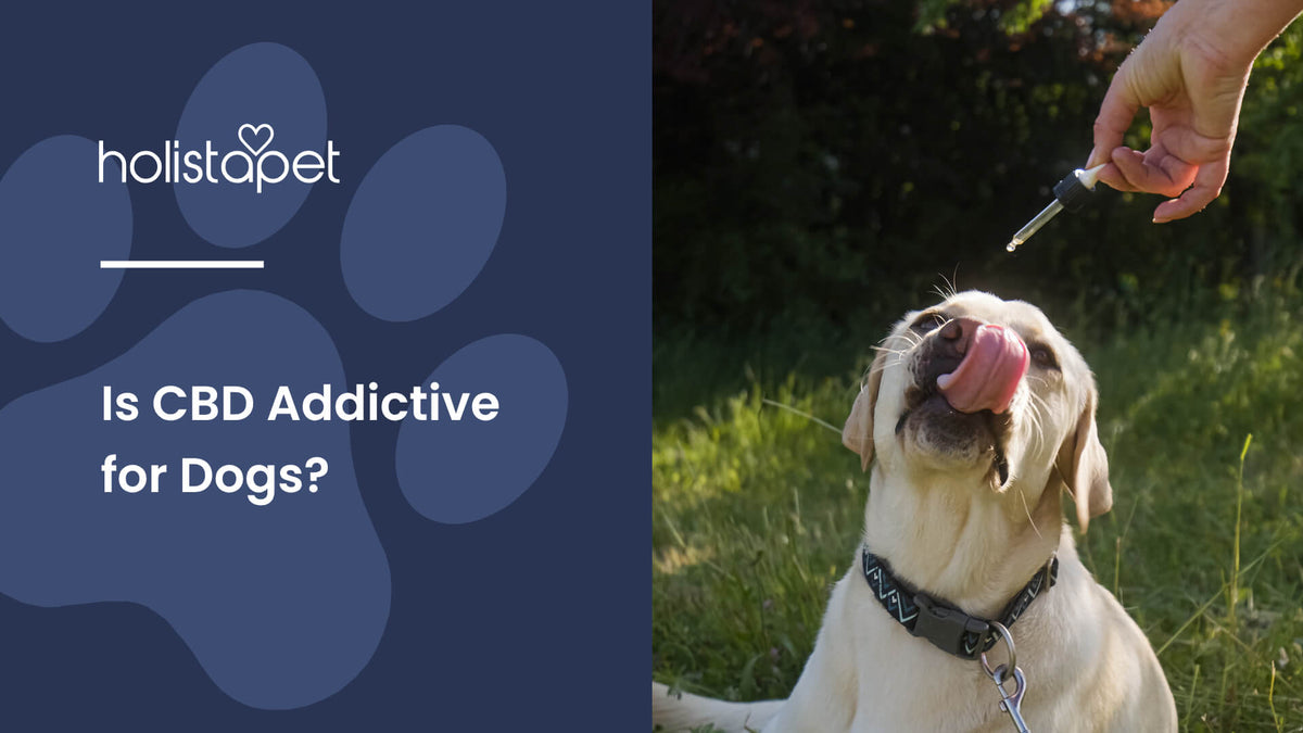 Is CBD Addictive for Dogs (featured blog image by Holistapet) shows a tan Labrador licking CBD oil from its face