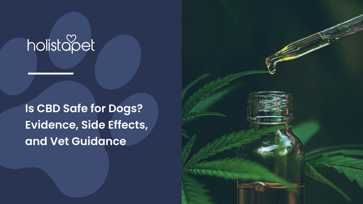 Is CBD Safe for Dogs (featured blog image by Holistapet) shows CBD oil dripping from a dropper into a bottle surrounded by cannabis leaves