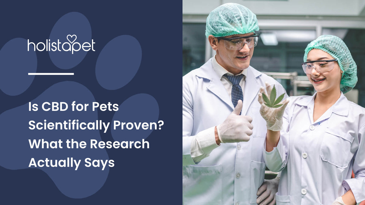 Is CBD for Pets Scientifically Proven (featured blog image by Holistapet) shows two scientists analyzing a cannabis leaf