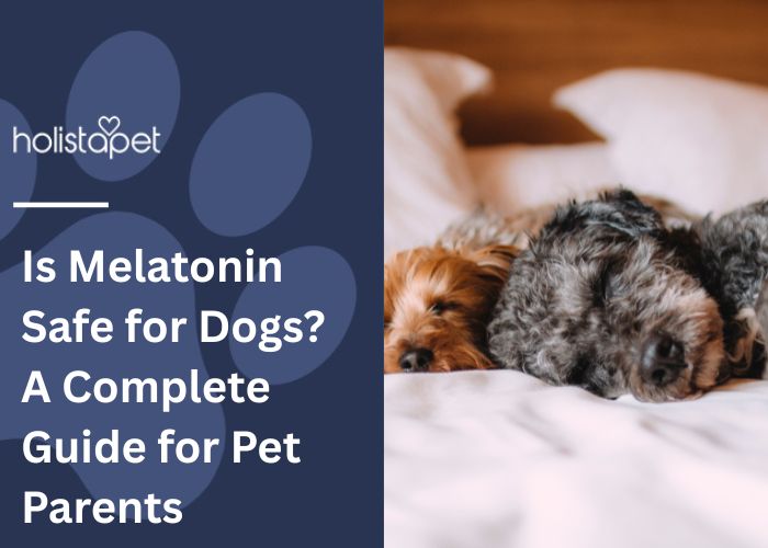 Is Melatonin Safe for Dogs Featured blog Image by Holistapet. Show a dog laying its head down and a persons hand petting them 