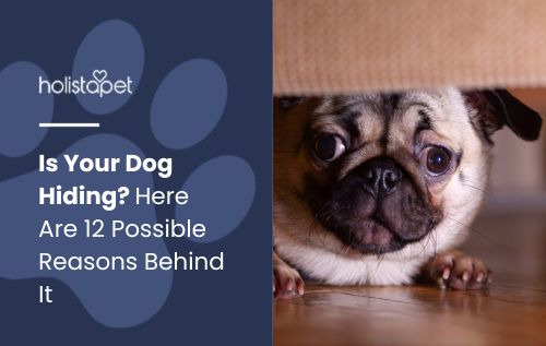 Is your dog hiding? A pug peeks out from under a piece of furniture, looking directly at the camera with wide, expressive eyes.