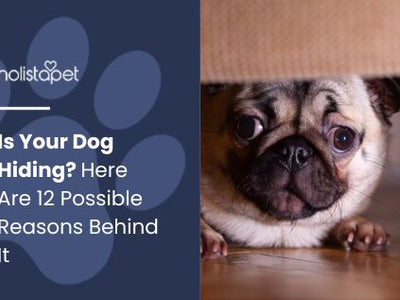 Is Your Dog Hiding? Here Are 12 Possible Reasons Behind It