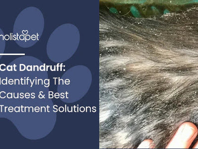 Cat Dandruff: Identifying The Causes & Best Treatment Solutions