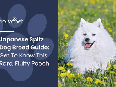 Japanese Spitz Dog Breed Guide: Get To Know This Rare, Fluffy Pooch