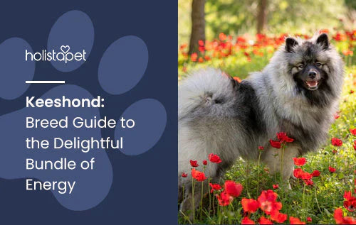 Full guide about Keeshond Dog Breed