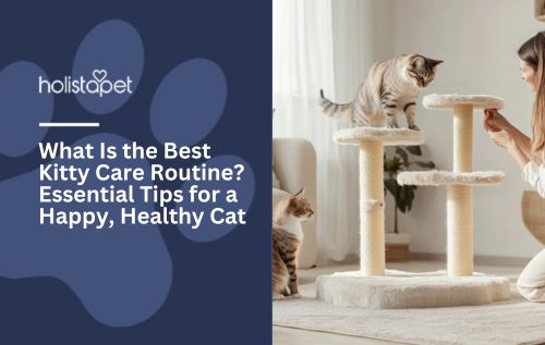 What Is the Best Kitty Care Routine? Essential Tips for a Happy, Healthy Cat