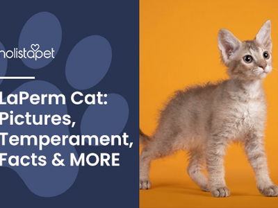 LaPerm Cat: Pictures, Temperament, Facts & MORE