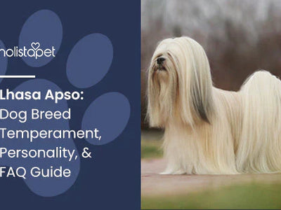 Lhasa Apso: Dog Breed Temperament, Personality, & FAQ Guide