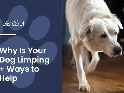 Why Is My Dog Limping? Common Causes and Solutions