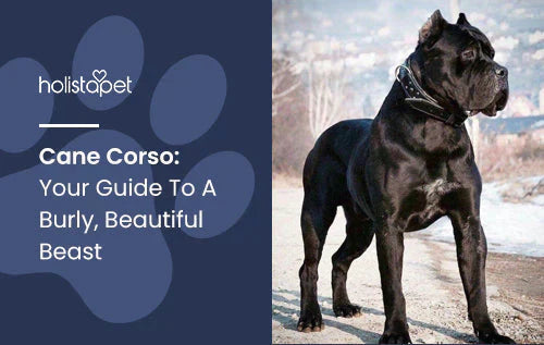 Cane Corso Fun facts and complete guide