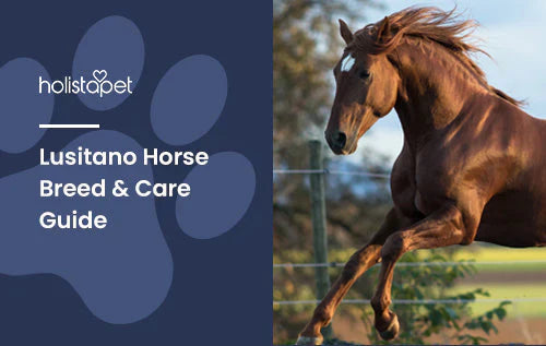 Facts about Lusitano Horse breed 