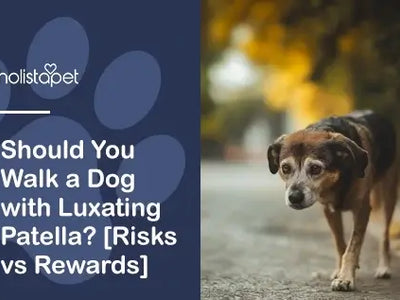 Should You Walk a Dog with Luxating Patella? [Risks vs Rewards]