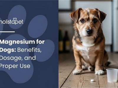 Magnesium for Dogs: Benefits, Dosage, and Proper Use