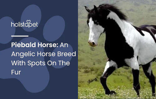 Piebald Horse Information and Other Fun Facts