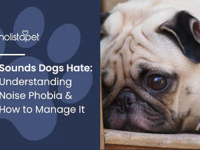 Sounds Dogs Hate: Understanding Noise Phobia & How to Manage It