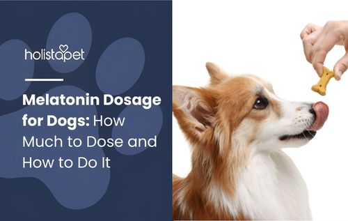 Playful corgi reaching for a treat from a hand on a white background, representing positive reinforcement and safe melatonin dosage for dogs as part of pet wellness care.