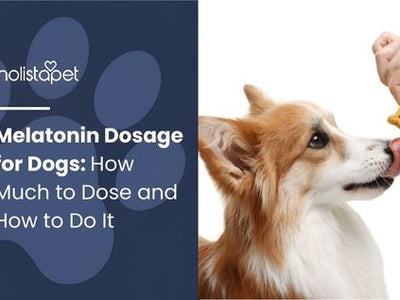 Melatonin Dosage for Dogs: How Much to Dose and How to Do It