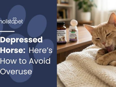 Melatonin Dosage For Cats: Here’s How to Avoid Overuse