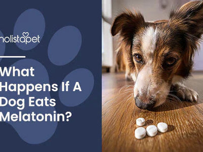 What Happens if a Dog Eats Melatonin? [Benefits, Risks, & FAQs]