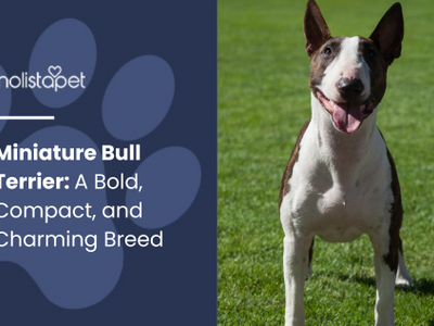 Miniature Bull Terrier: A Bold, Compact, and Charming Breed