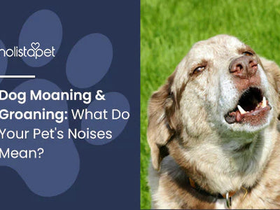 Dog Moaning & Groaning: What Do Your Pet's Noises Mean?