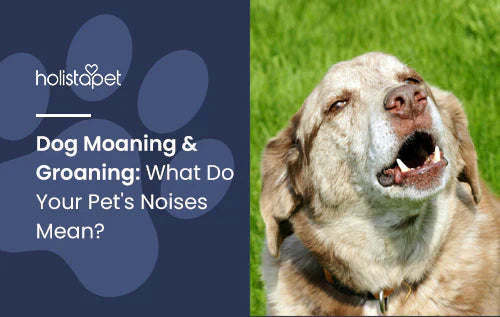 Why is my dog moaning and groaning