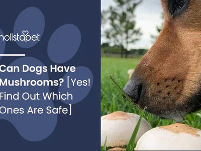 Can Dogs Have Mushrooms? [Yes! Find Out Which Ones Are Safe]