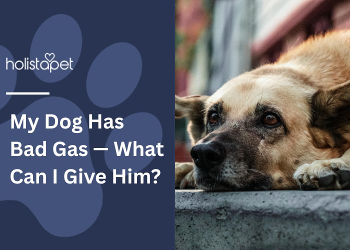 My Dog Has Bad Gas  Feature Image by Holistapet