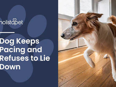My Dog Is Pacing and Won't Lie Down [Reasons + Helpful Tips]