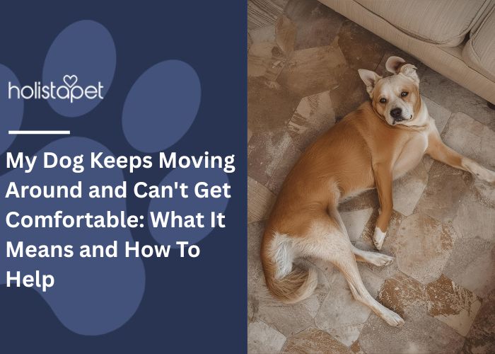 My Dog Keeps Moving Around and Can't Get Comfortable Feature Image by Holistapet