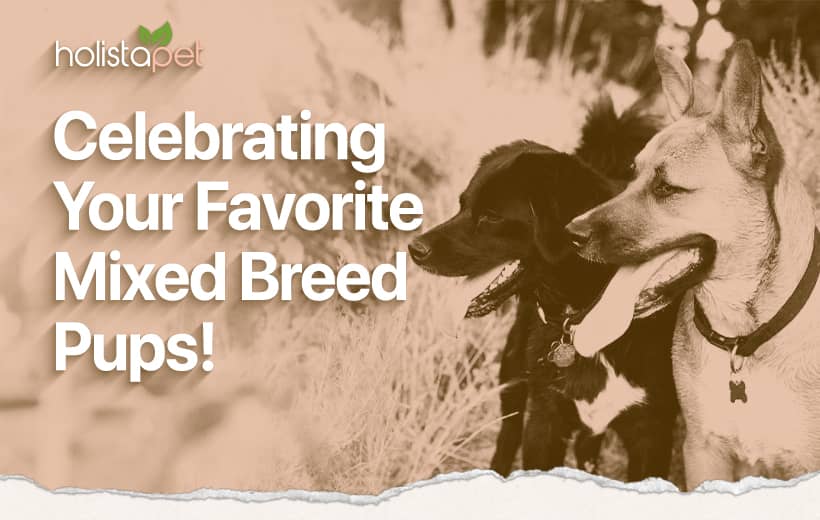 National Mutt Day: A Celebration Of All Mixed Breeds