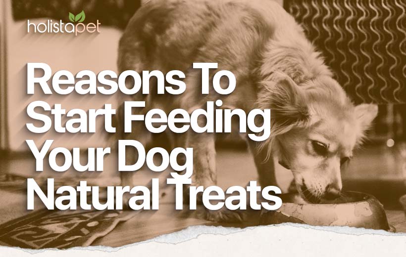 Natural Dog Treats: Delicious, Nutritious and Ready For Your Dog To Enjoy