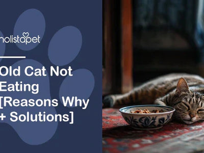 Old Cat Not Eating [Reasons Why + Solutions]