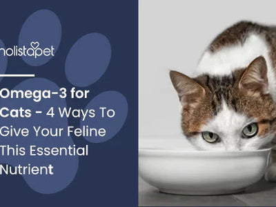 Omega-3 for Cats - 4 Ways To Give Your Feline This Essential Nutrient