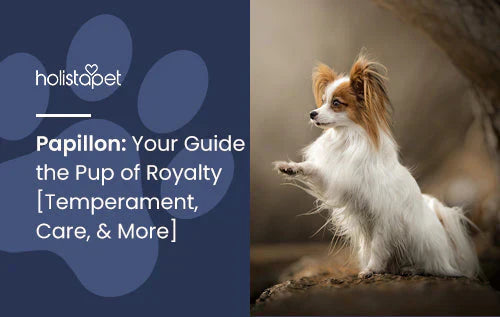Complete Guide for Papillon Dog Breed
