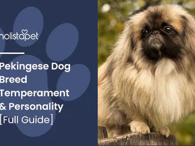 Pekingese Dog Breed Temperament & Personality [Full Guide]