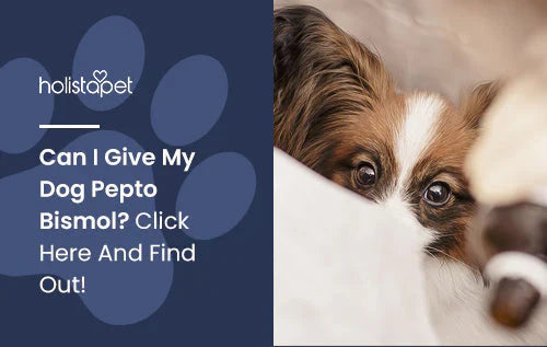 Can I Give My Dog Pepto Bismol