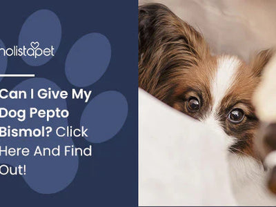 Can I Give My Dog Pepto Bismol? Click Here And Find Out!