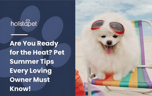 Are You Ready for the Heat? Pet Summer Tips Every Loving Owner Must Know!