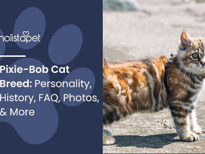 Pixie-Bob Cat Breed: Personality, History, FAQ, Photos, & More