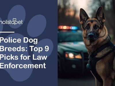 Police Dog Breeds: Top 9 Picks for Law Enforcement
