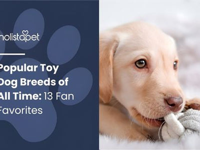 Popular Toy Dog Breeds of All Time: 13 Fan Favorites