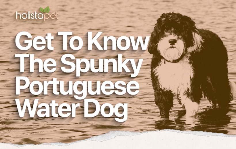 Portuguese Water Dog: Energetic, Intelligent, Loyal