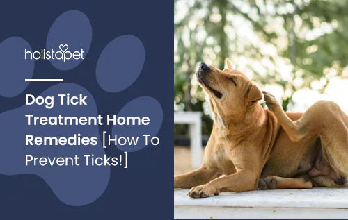 Home Remedies for Dog Ticks