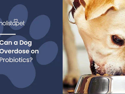 Can a Dog Overdose on Probiotics?