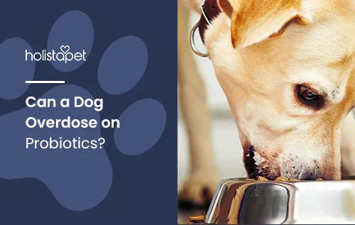 Can a dog overdose on probiotics