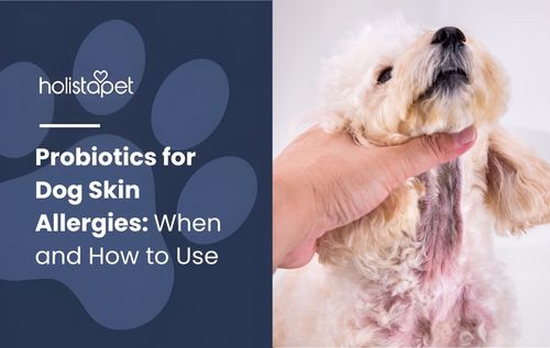 A person’s hand gently scratches the chin of a small, fluffy white dog that is looking upwards, highlighting a soothing moment often supported by probiotics for dog skin allergies to help maintain healthy skin and overall comfort.