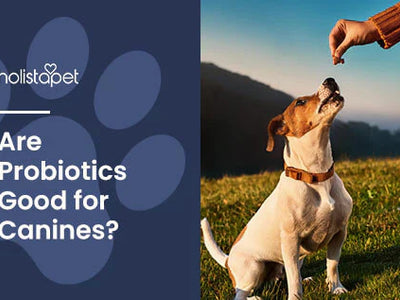 Are Probiotics Good for Dogs? [Benefits vs Concerns]
