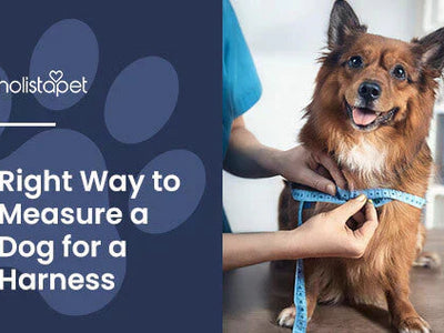 How To Measure a Dog for a Harness: Simple & Precise Measurement