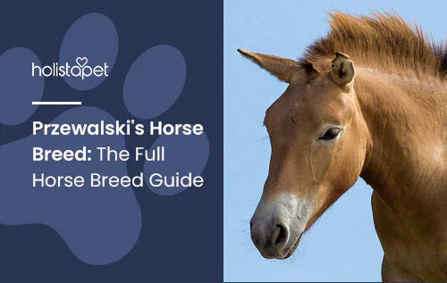 Przewalski's Horse Breed Full Information and Facts